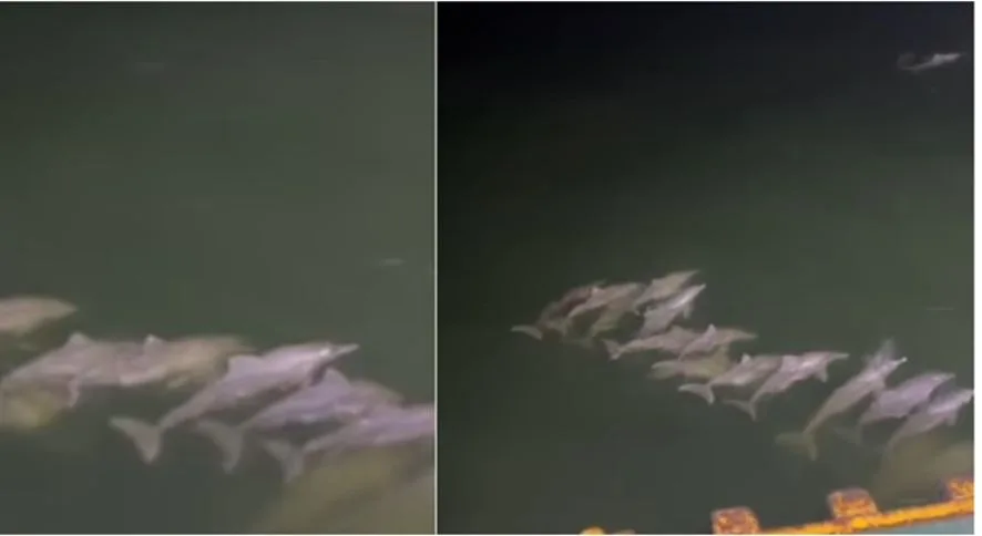 VIRAL: Grupo de toninas fueron grabadas nadando libremente en el lago de Maracaibo