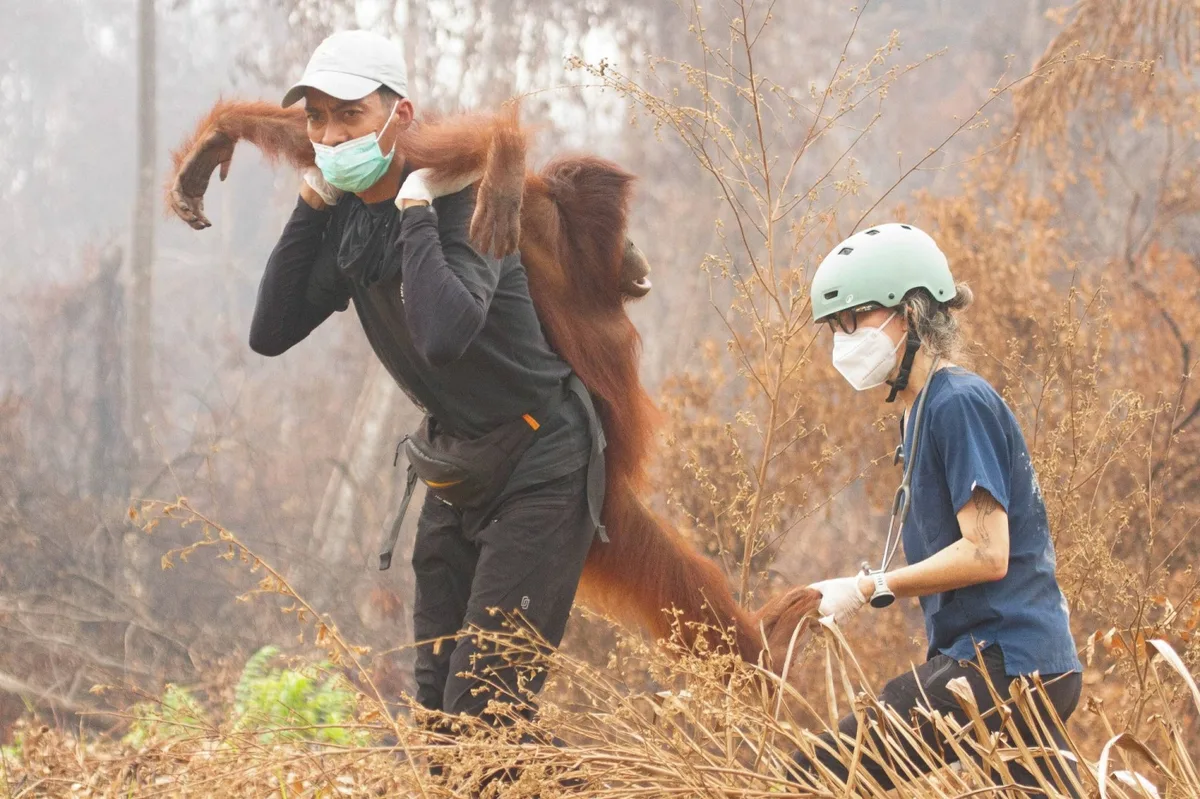 Indonesia releases eight orangutans rescued from fires to protected forest