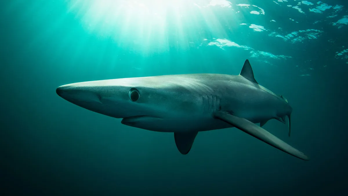 "Il s'est jeté sur moi et a attrapé ma jambe": un pêcheur secouru après avoir été mordu par un requin au large de l'Irlande