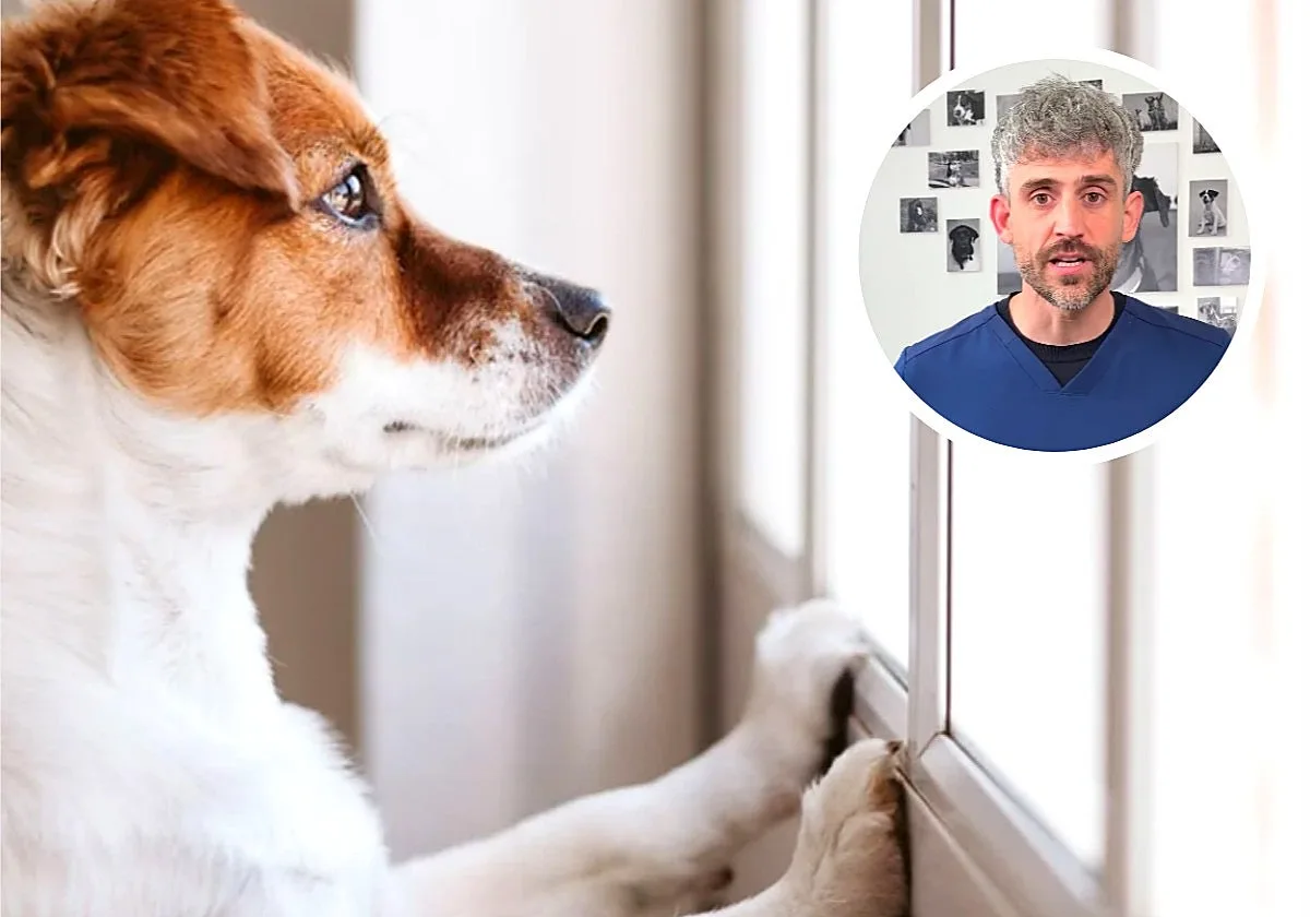 Víctor Agra, veterinario, sobre los dueños que dejan solos a sus perros en casa: «Si está sin supervisión durante días, puedes denunciar»