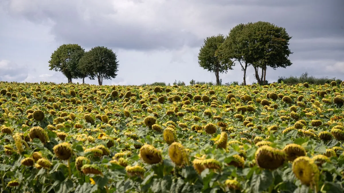 Wettervorhersage: Viele Wolken bei sommerlichen Temperaturen