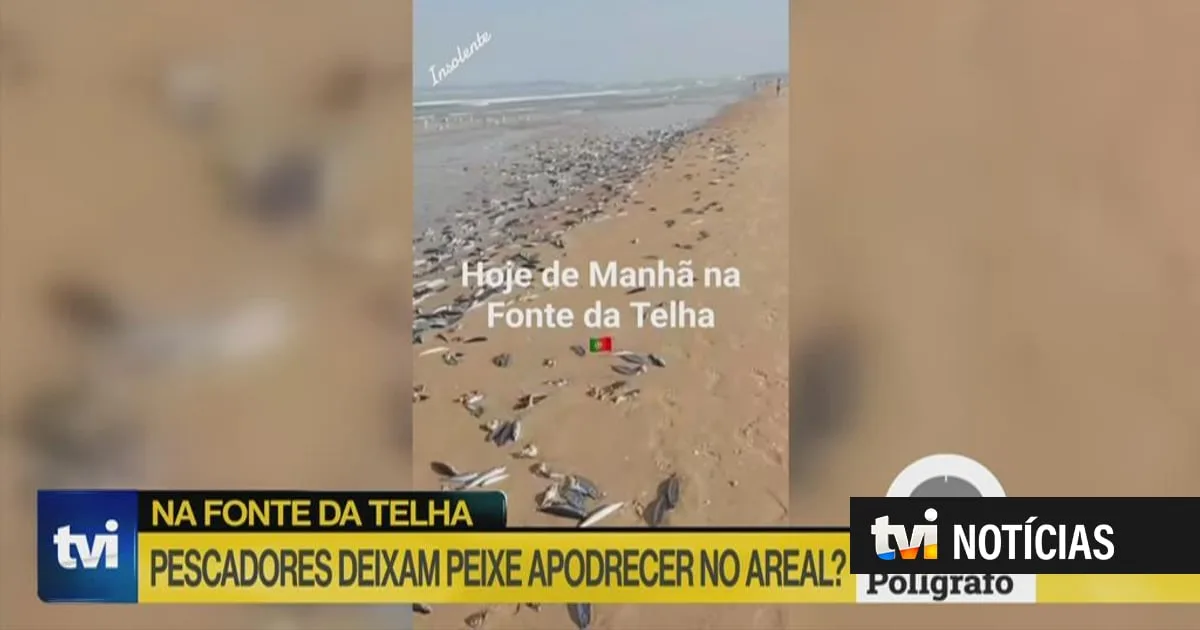 Polígrafo. Pescadores deixam peixe apodrecer no areal na Fonte da Telha?