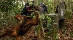 Orangutans released back into Borneo forest after devastating fires