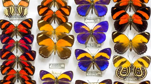 Naturkundemuseum in Hamburg: »›Luxus‹ ist das falsche Wort«