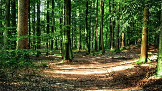 Pai isolou três filhos na floresta por anos na Nova Zelândia. "Ignorados"