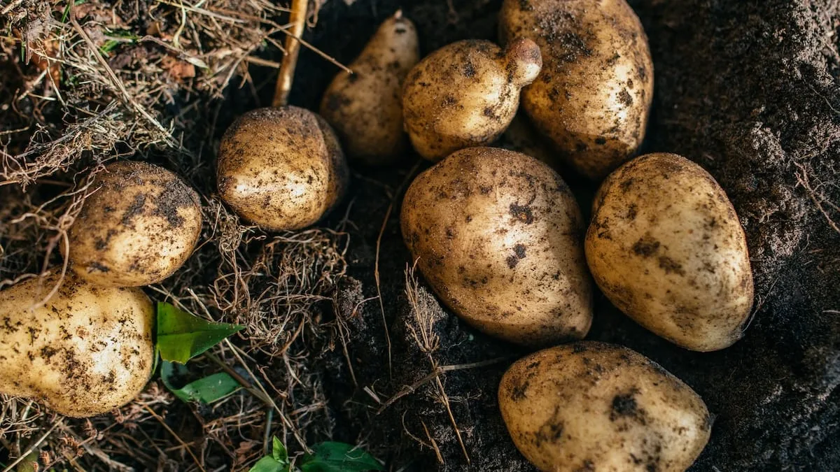 Herbstpflanzung - Mit der „irischen Methode“ ernten Sie Kartoffeln Wochen früher