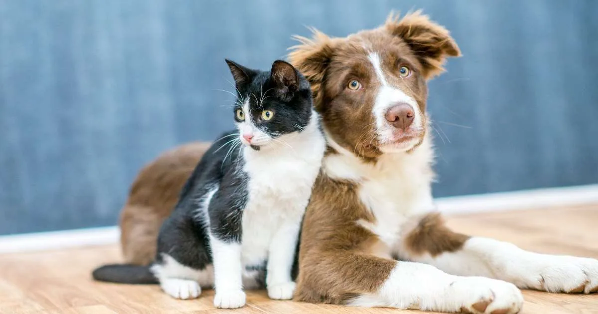 É possível benzer animais de estimação? Entenda