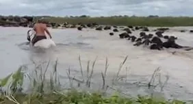 Vacas nadando y terneros en canoa: el efecto de “El Niño Godzilla” y su posible incidencia sobre el precio de la carne