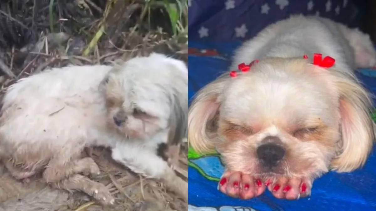 Indignación en Antioquia: perrita murió tras ser violada y golpeada; la comunidad exige justicia