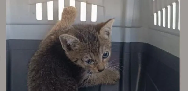 Adolescente é apreendido suspeito de torturar mais de 200 gatos em lives
