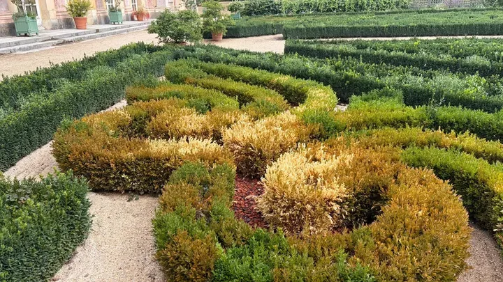 À Versailles, la sécheresse a mis les jardins du château à rude épreuve