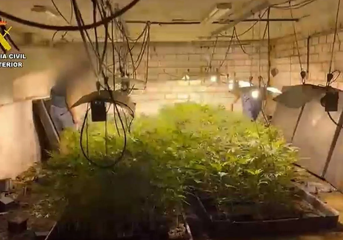 Desmantelada una plantación de marihuana con 2.150 plantas en una nave de Paracuellos de Jarama