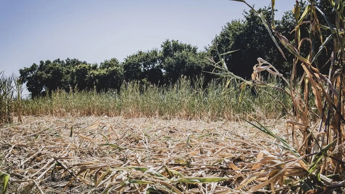 Canicule : 28 départements maintenus en vigilance orange dimanche à partir de 6 heures