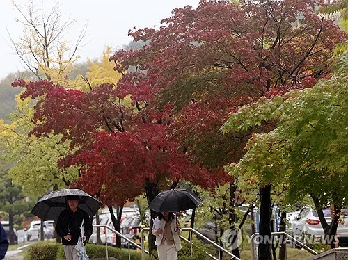 강원 요란한 가을비…영서 내륙 산지 최대 70㎜