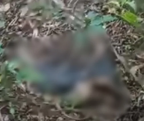 Corpo em decomposição é encontrado perto do Horto Florestal
