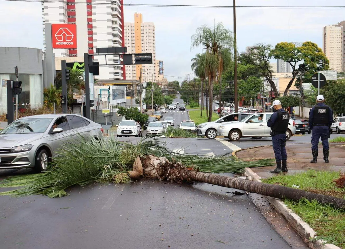 Coqueiros caem na Avenida Mato Grosso e deixam trânsito mais lento