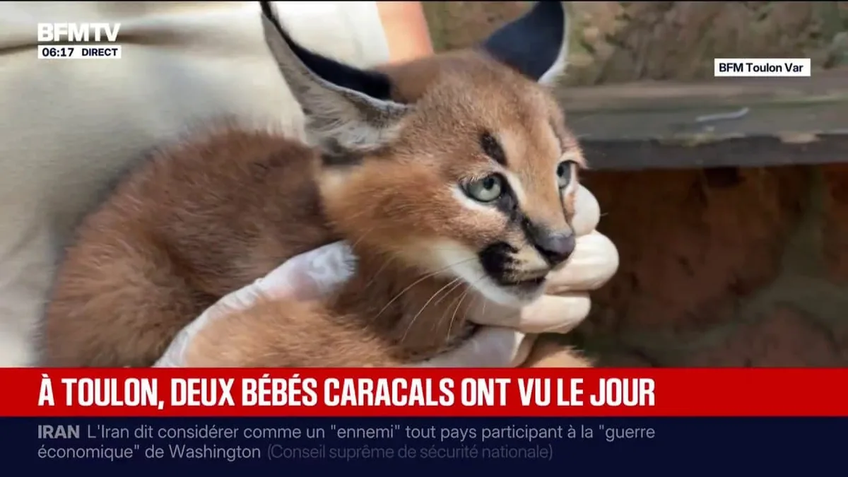 Toulon: au parc animalier du Mont Faron, deux nouveaux bébés caracals sont devenus de vrais mascottes