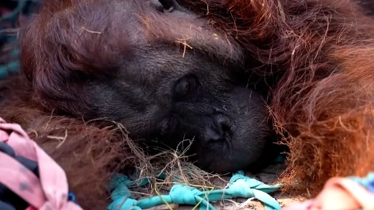 Tierschützer finden kollabierte Affen - Feuer bedrohen Orang-Utans auf Borneo