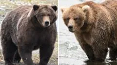 Fat Bear Week: Which bear has put on the most weight?