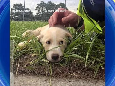 WATCH: Puppies rescued from beneath sidewalk