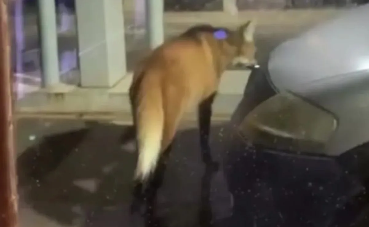 Visita inesperada! Lobo-guará é visto perto da entrada do Parque Vila Velha em Ponta Grossa; veja vídeo