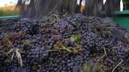"On a toujours un risque" : à Correns, dans le Var, les vendanges débutent avec amertume après les incendies