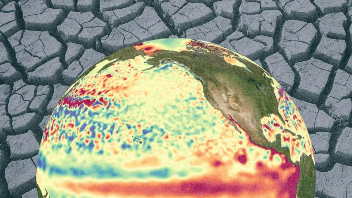 El Niño est plus puissant qu’à aucun moment depuis 1 000 ans, révèle une étude sur les coraux