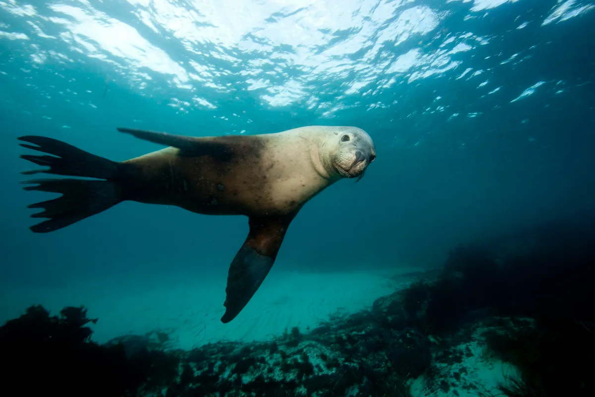 Bird flu has claimed its first Australian sea lion and dolphin. How does the virus get into these animals?