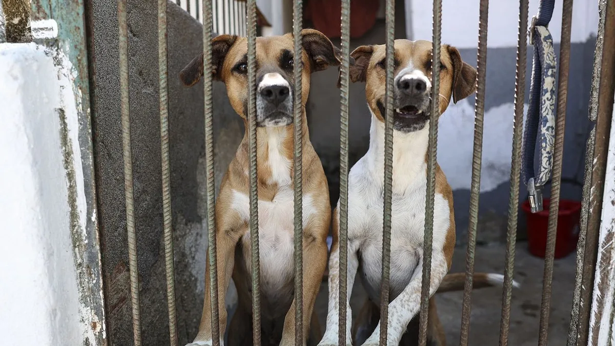 40 mil animais recolhidos por ano e centros sobrelotados