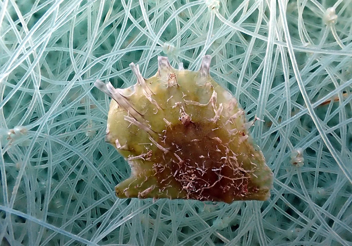 La ostra tropical que avanza por un Mediterráneo cada vez más cálido