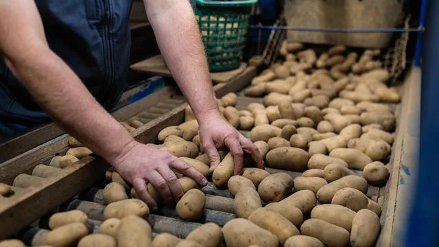 Statistisches Bundesamt: Schlechte Ernte führt zu steigenden Preisen für Kartoffeln