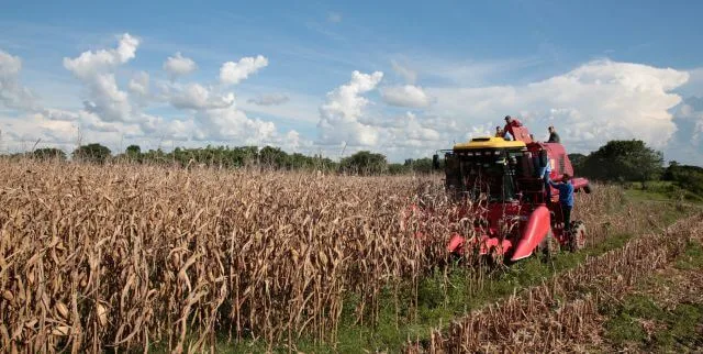 Cortes de electricidad de hasta siete horas afectan al 90% de la agroindustria cerealera en Guárico