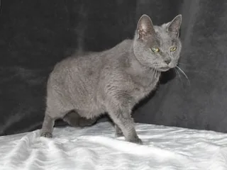 Encore agile et toujours câlin, Jupiter, beau chat à la robe de chartreux, aimerait finir sa vie dans un foyer aimant