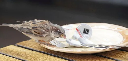 Berlin: Spatz-Bestände gehen drastisch zurück