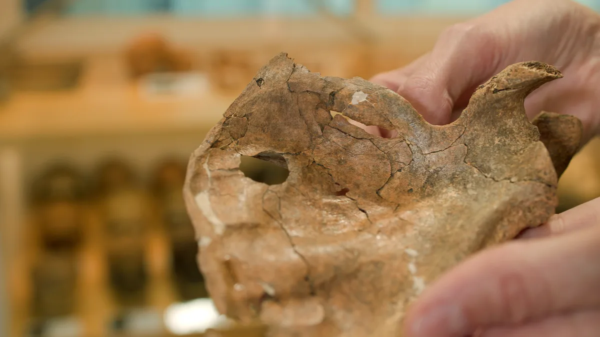 Mysterious hole in Neanderthal shoulder blade may have been a 'kill shot' from a wooden spear, according to archaeologists