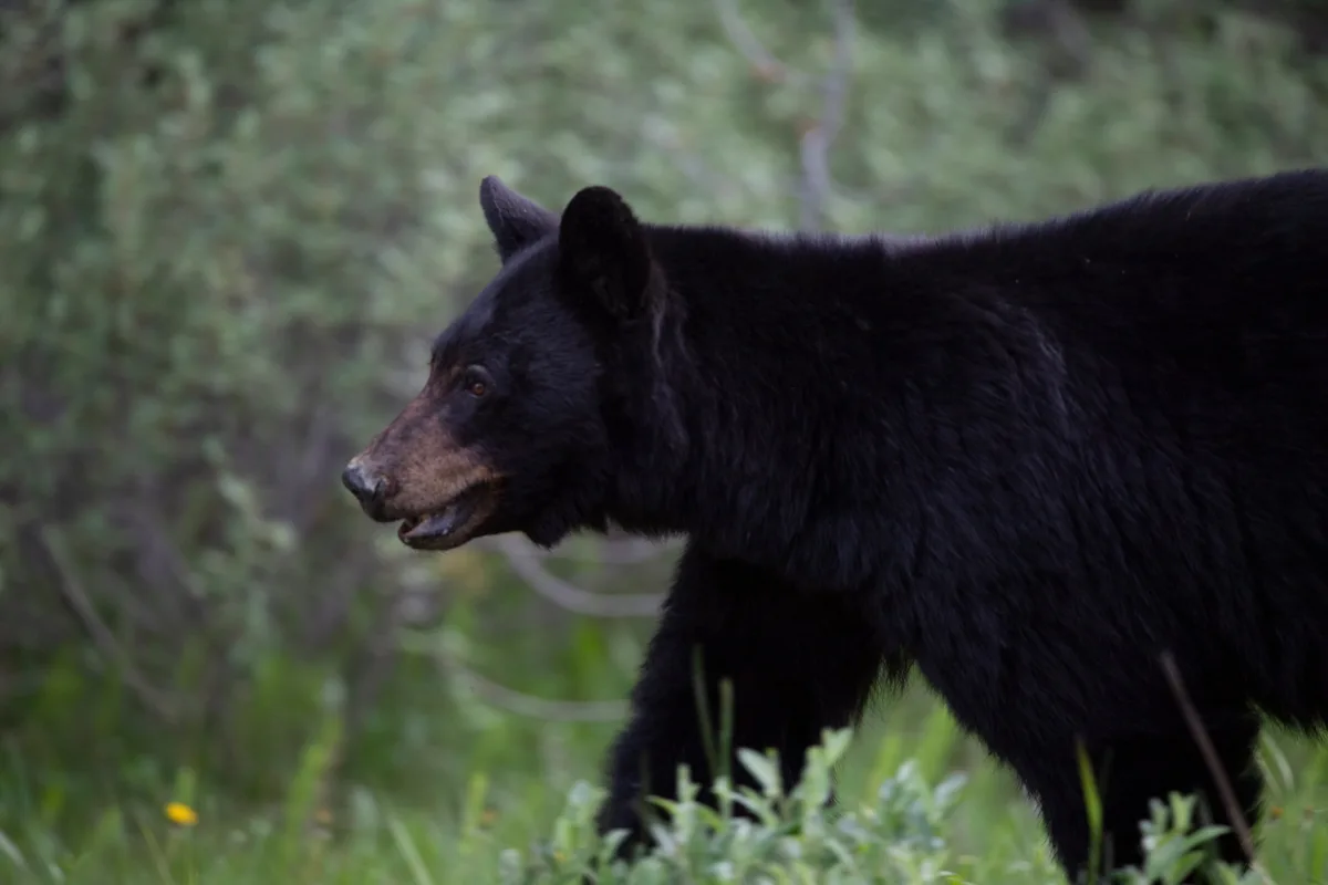 B.C. man injured after fourth bear attack in Metro Vancouver this month