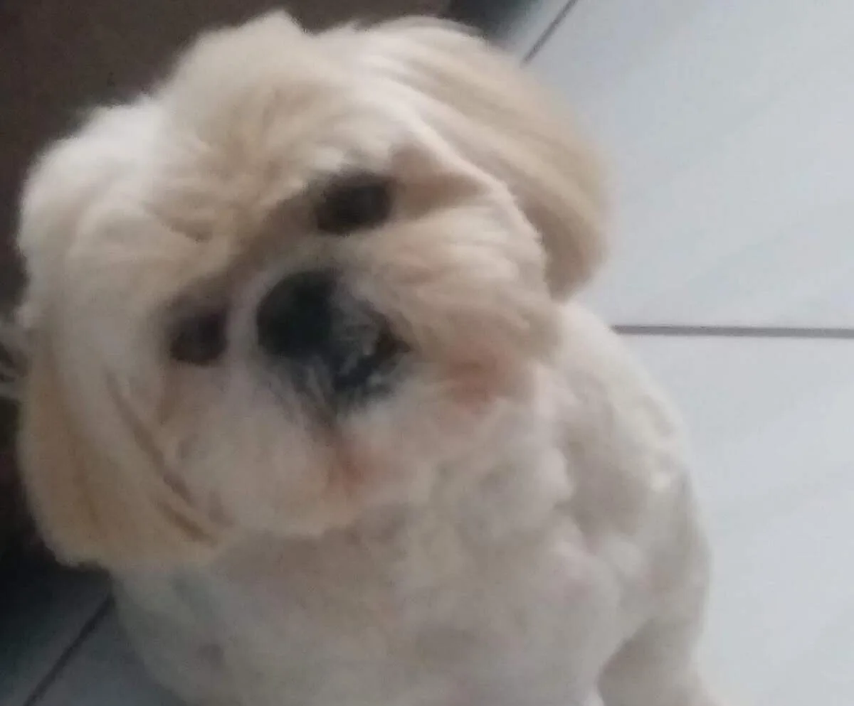 Família busca Shih-tzu com problemas de visão que fugiu na Vila Carlota