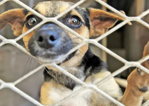 Animal welfare is a real crisis but Cape Town’s draft by-law regulates the wrong things