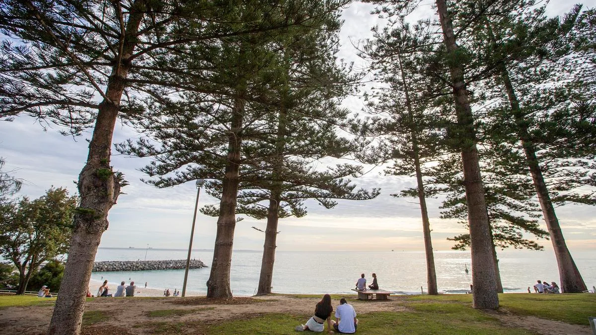 Norfolk Island Pine trees return to Marine Parade in Cottesloe after being removed following complaints