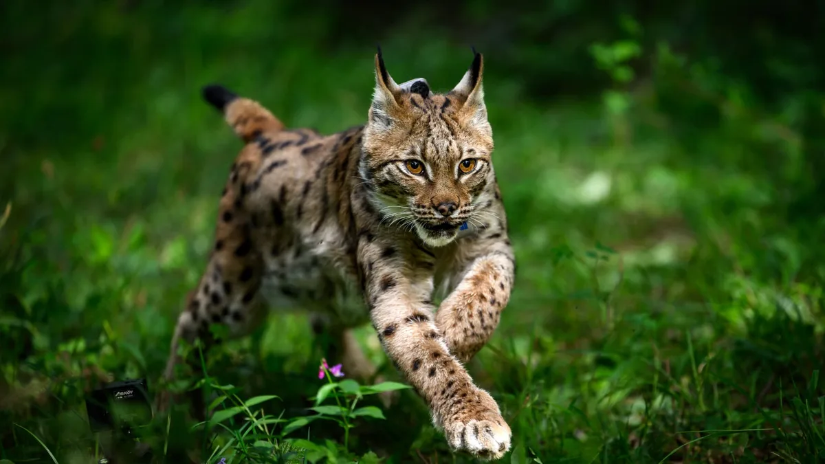 Une cinquantaine d'accidents sont survenus en Bourgogne-Franche-Comté entre 2022 et 2024: pour protéger le lynx boréal, un panneau de signalisation inédit débarque dans le massif du Jura