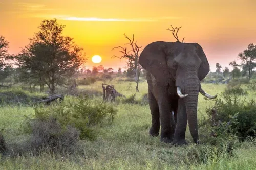 Suspected poacher killed in Kruger National Park elephant encounter