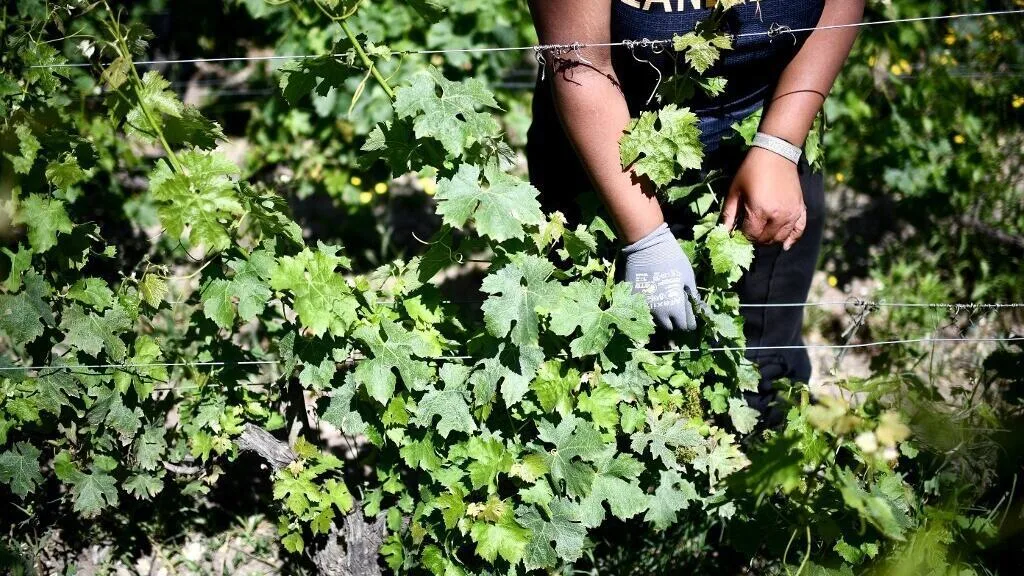 Festival de Douarnenez: sur la route des vins de Bordeaux, une histoire franco-algéro-marocaine