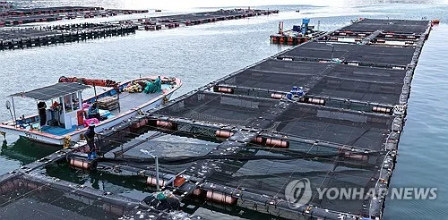 처서 지나도 고수온…경남 양식어류 128만2천마리 누적 폐사