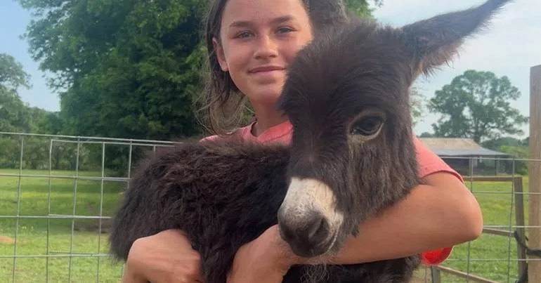 Burro bebé morto pela polícia durante buscas por criança
