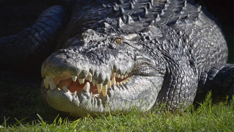 Boys arrested for ‘breaking into Perth Zoo, bashing crocodile with pole’