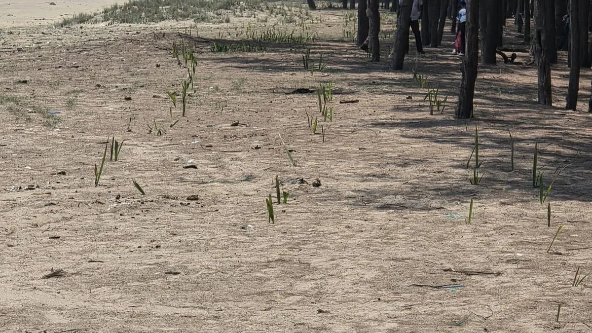 Forest Dept. launches mega drive to plant palmyrah seeds in coastal Mayiladuthurai district to provide bio-shield during calamity