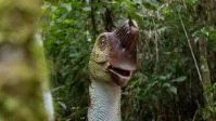 Dinossauros e mastodontes: museu no Rio com mais de 250 mil fósseis é gratuito para pesquisadores de todo Brasil