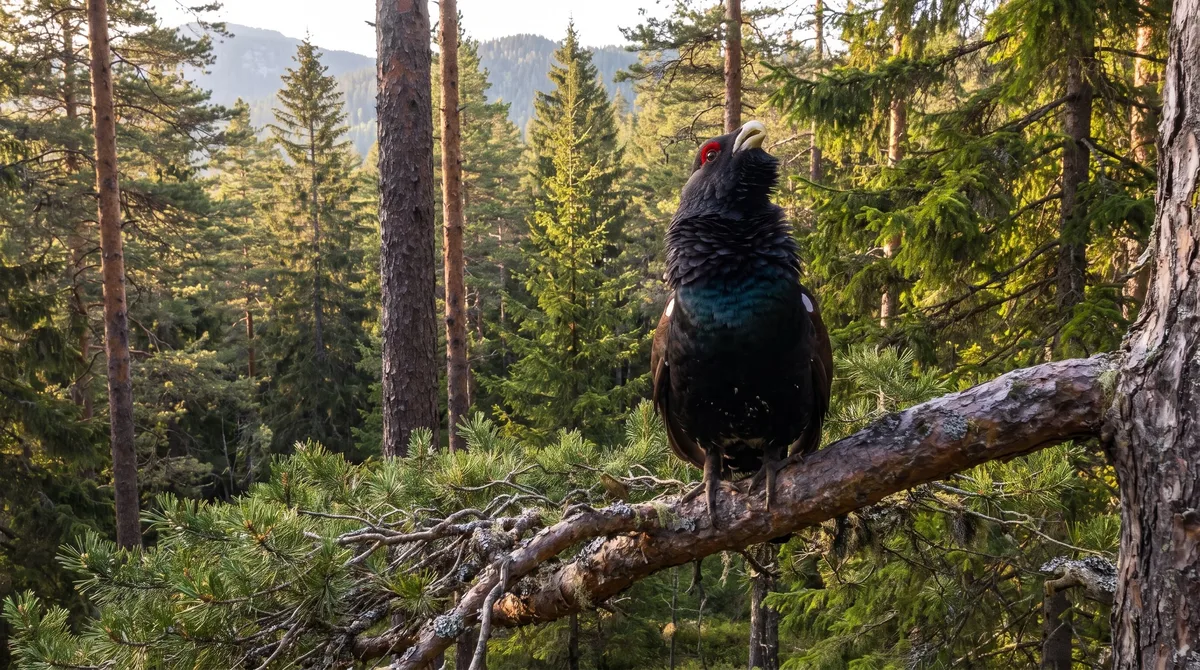 2 años y casi todas las aves muertas: Francia prevé el cierre del programa de reintroducción del urogallo en los Vosgos