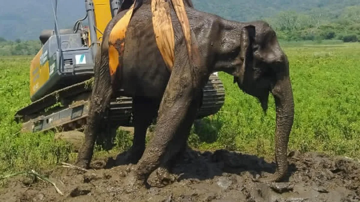 Female elephant trapped in slush at Gunderi­pallam reservoir dies