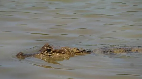 Patrulla fronteriza alerta por caimán cerca de la Isla del Mudo, en Piedras Negras, Coahuila
